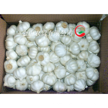 Fresh Normal White Garlic (5.5cm and up)